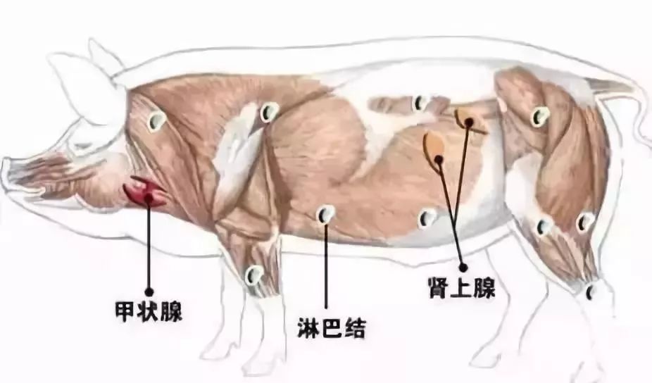 这9种肉对身体有害,最好不吃或少吃!很多人还在吃