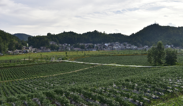 盘州羊场高标准农田美了乡村