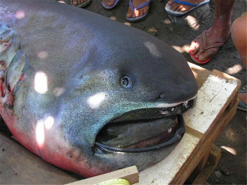 男子捕獲神秘深海巨怪引圍觀,掰開嘴巴後卻被嚇了一跳