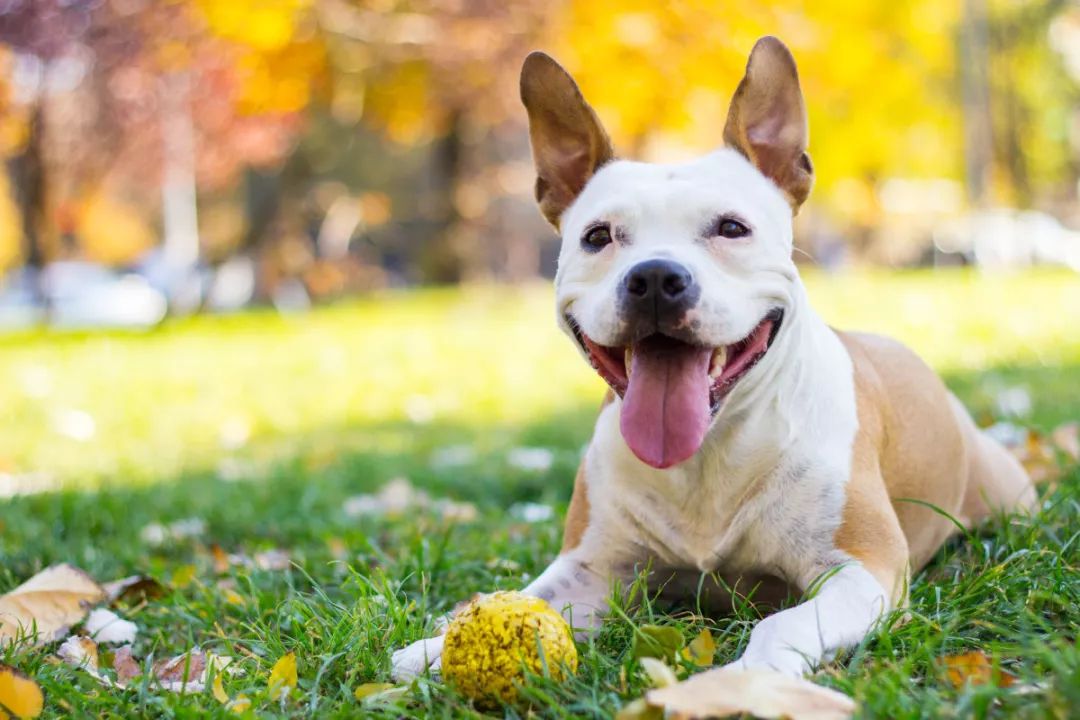 夏秋變換謹防犬窩咳