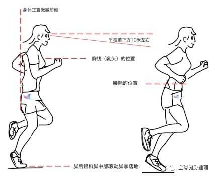 头位于躯干正上方 两肩稍提 两肘屈成90度 双手握空拳 跑步中双臂自然