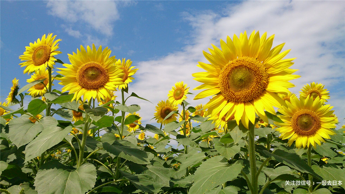 盛夏记忆中的金色花海日本向日葵花田10选