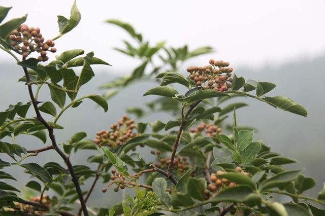 花椒樹栽培技術|花椒黑斑病防治