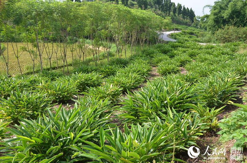 砂仁图片种植图片