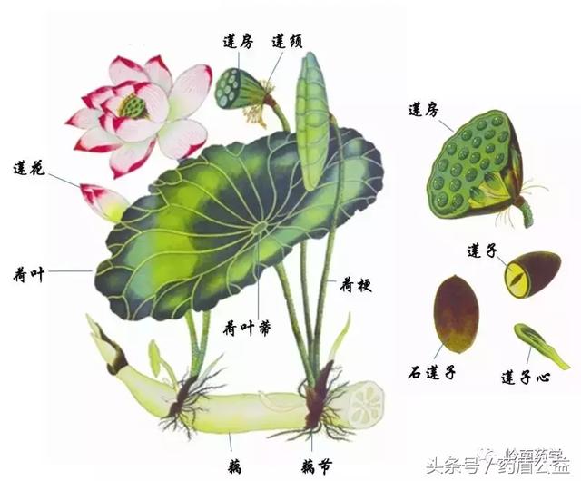 莲花的结构示意图图片