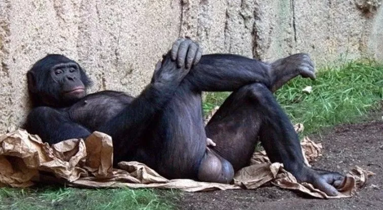 而且生物学家已经注意到了,雌性黑猩猩确实更喜欢睾丸大的雄性伴侣