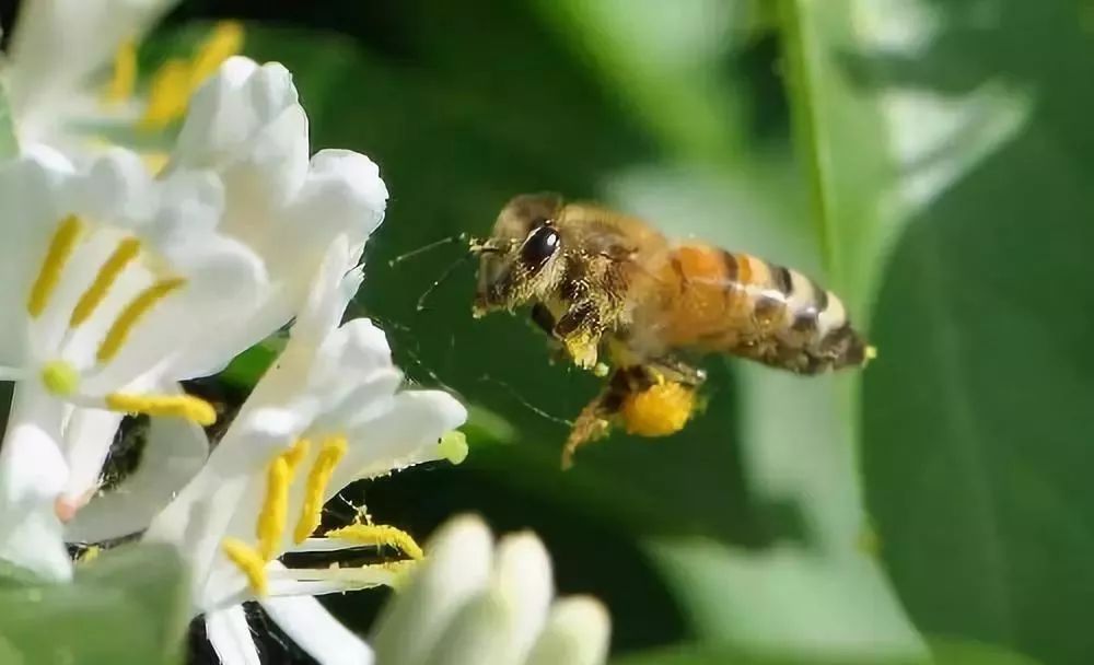 蜜蜂能飞多高？