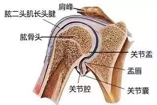 髋关节盂唇解剖图图片