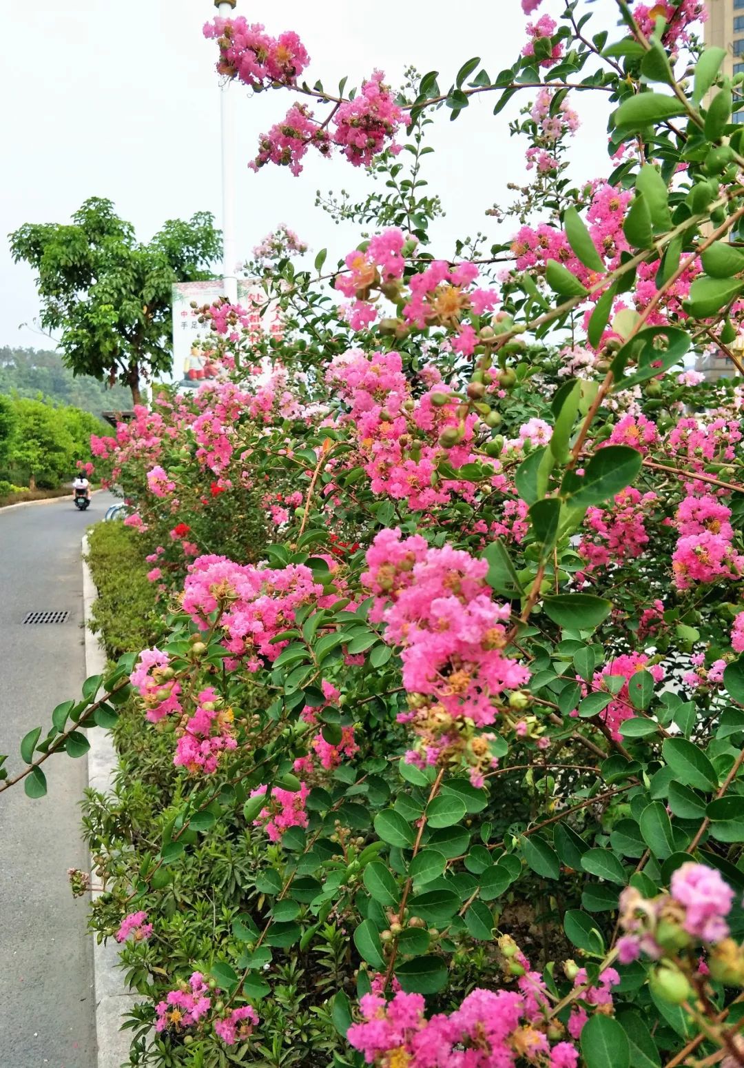 美炸了,寧德市區這有一個開滿紫薇花的公園和小道,現在正值花期!