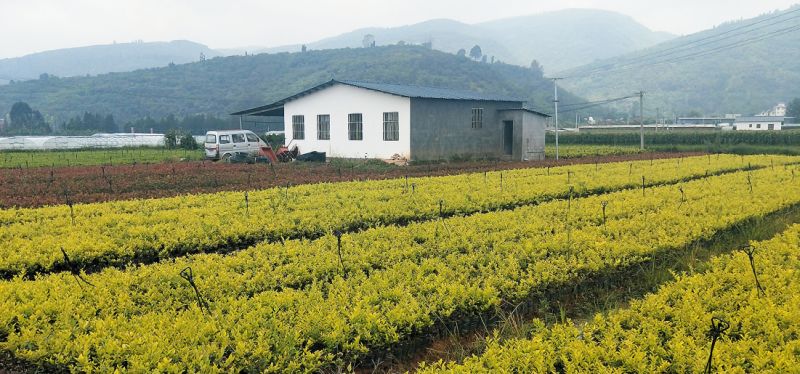 昆明宜良苗圃基地苗木图片