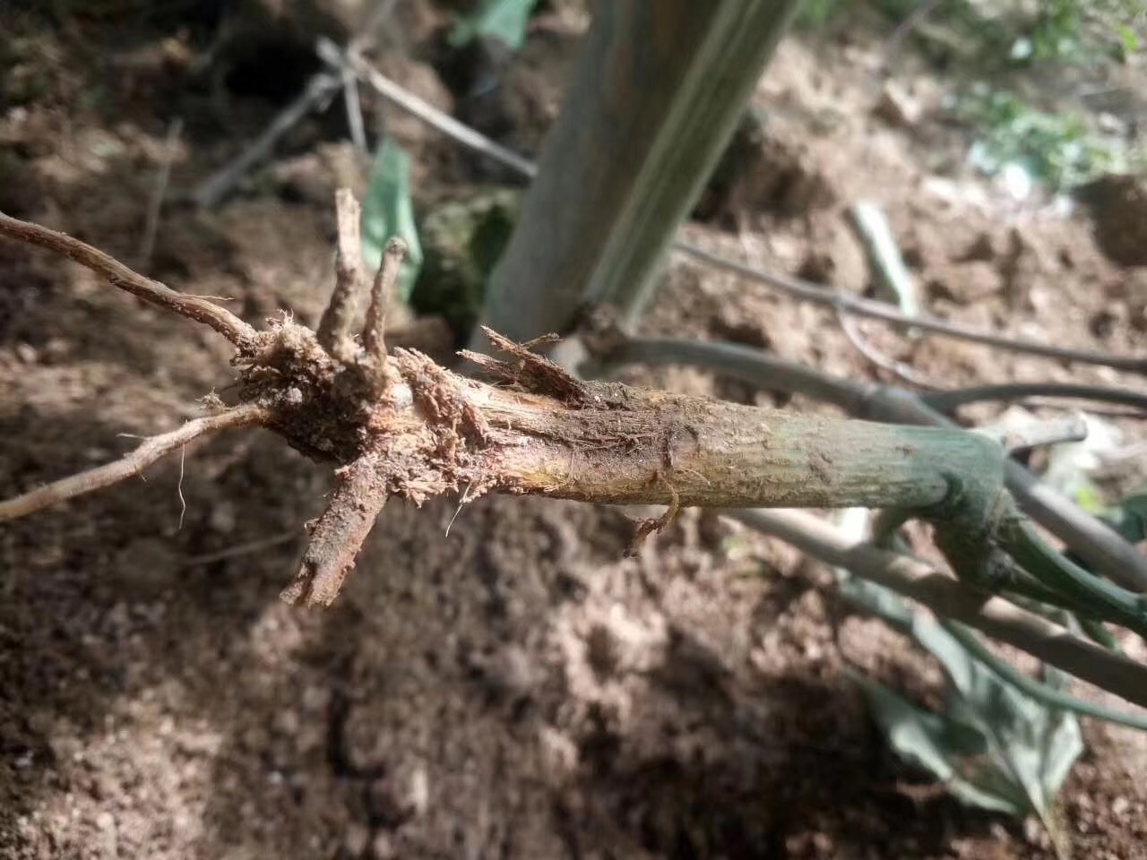 嚴重的配合噴霧靚果安200-300倍 沃豐素600倍潰腐靈1瓶 地力旺1瓶蓋兌