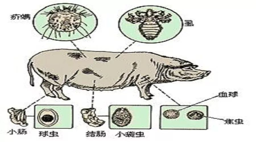 规模猪场常见寄生虫病及其防控措施