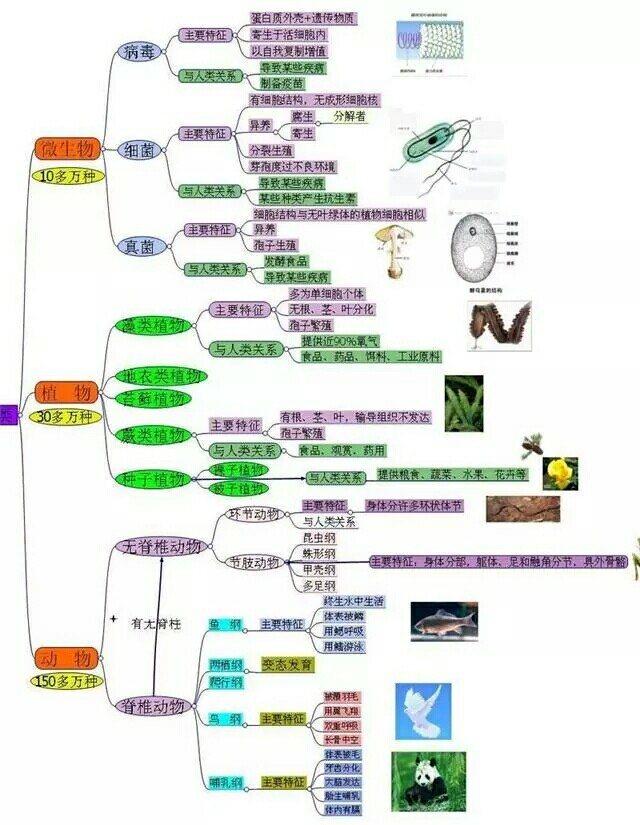 初中生物思維導圖,你選擇熟記,我選擇背上