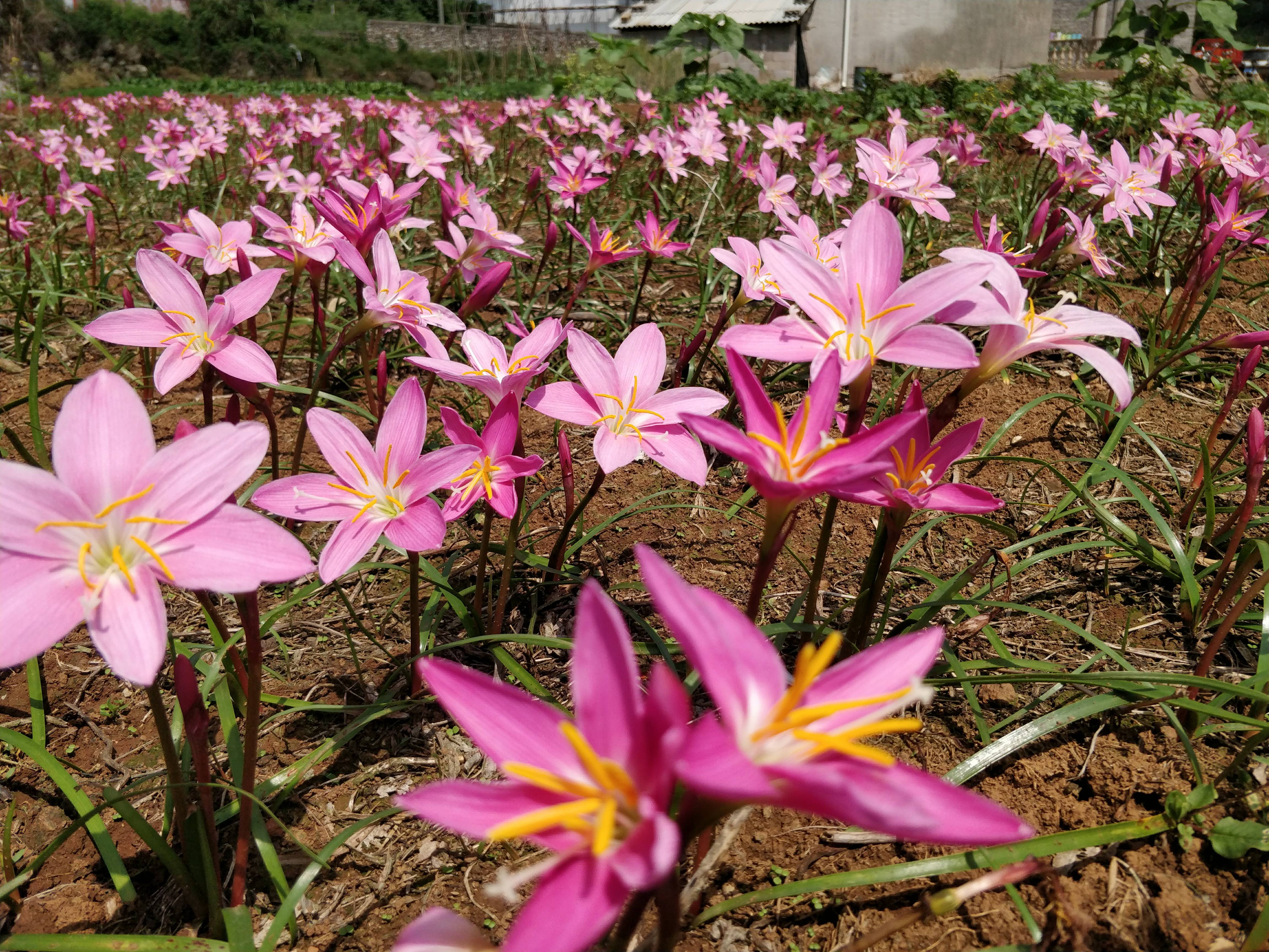 在云南农村有一种野生的粉红小花如果你见到赶紧挖回来种好已经很值钱