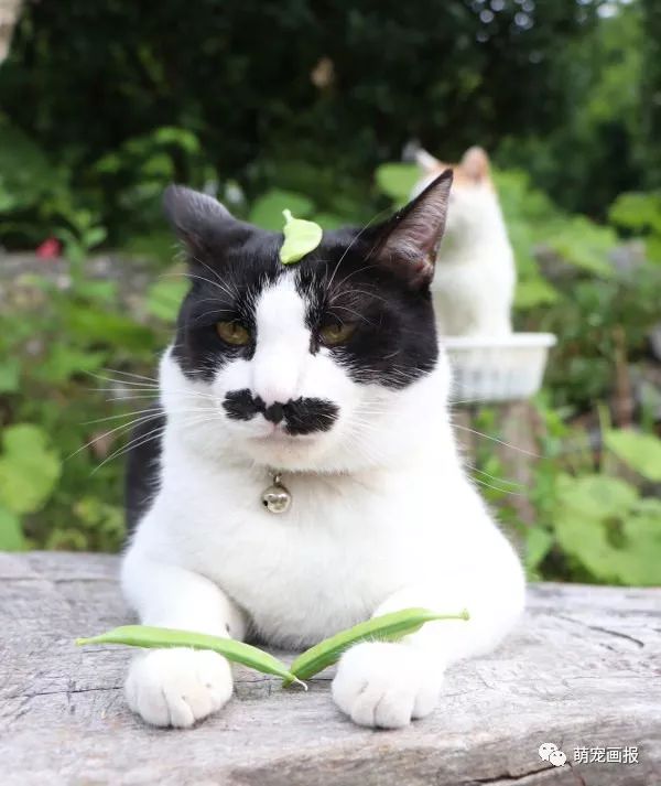 猫叔家的那只八字胡猫咪,长得好喜感