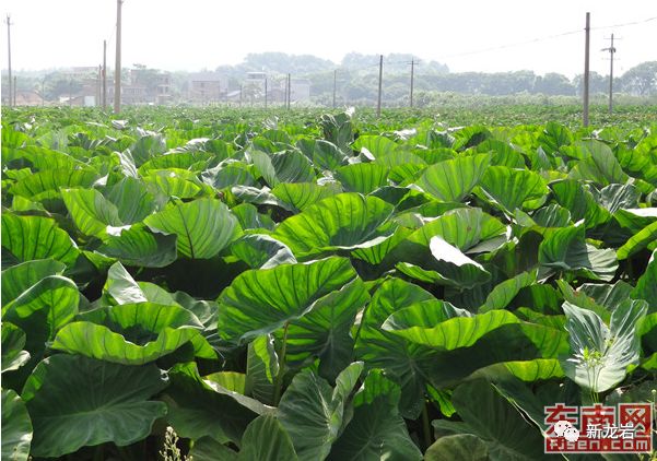 盛夏時節,在長汀縣塗坊鎮,9000畝檳榔芋芋葉青青,長勢喜人,一番生機