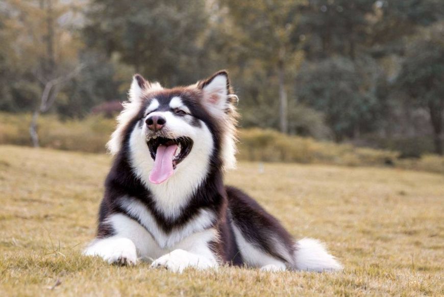 5,花銷大阿拉斯加作為大型犬,在飼養上也是有一定難度