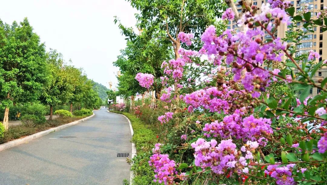 美炸了,宁德市区这有一个开满紫薇花的公园和小道,现在正值花期!