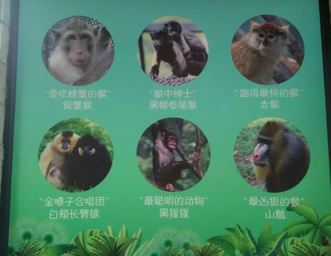 动物名片猴子图片