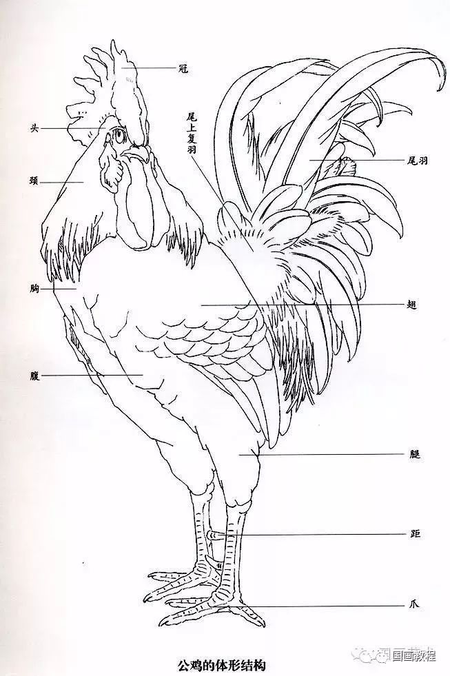 公鸡的体形结构