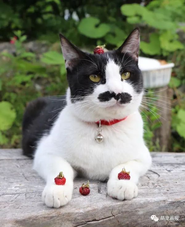 夏吉坝胡彻猫图片