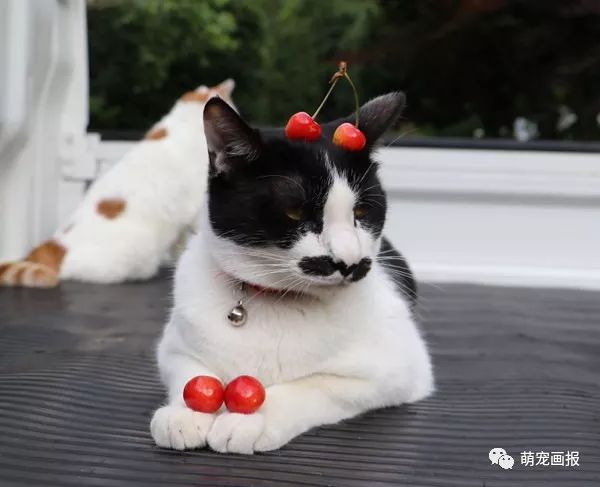 猫叔家的那只八字胡猫咪,长得好喜感