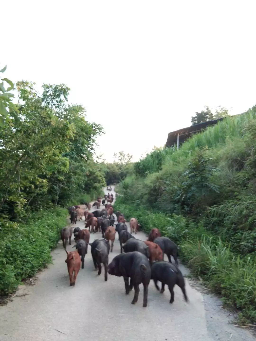 广西隆林黑猪简介图片