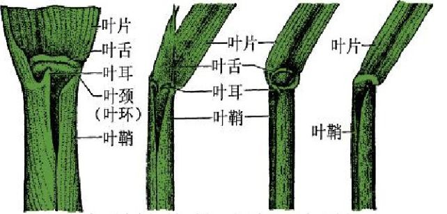 叶舌叶耳叶鞘示意图图片