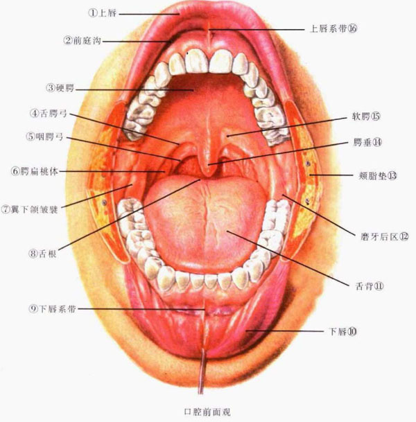 正常口腔内部结构图片