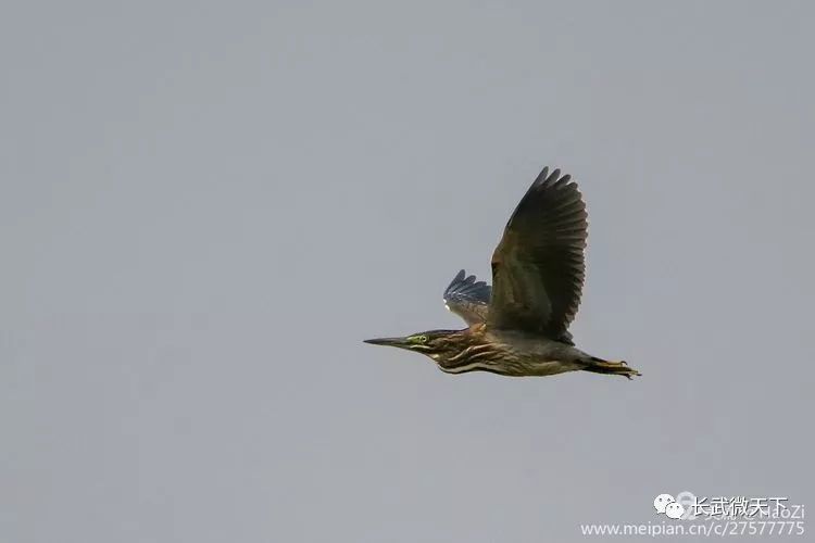 属的鸟类,体型小,头顶黑,枕冠亦黑色;上体蝉灰绿色;下体两侧银灰色