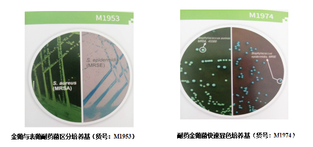 耐甲氧西林金葡菌與表葡菌的鑑別培養基