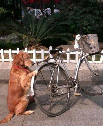搞笑:旺财,你就在这把自行车给主人看好了啊!