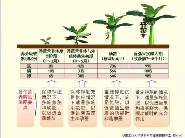 香蕉内部结构图图片