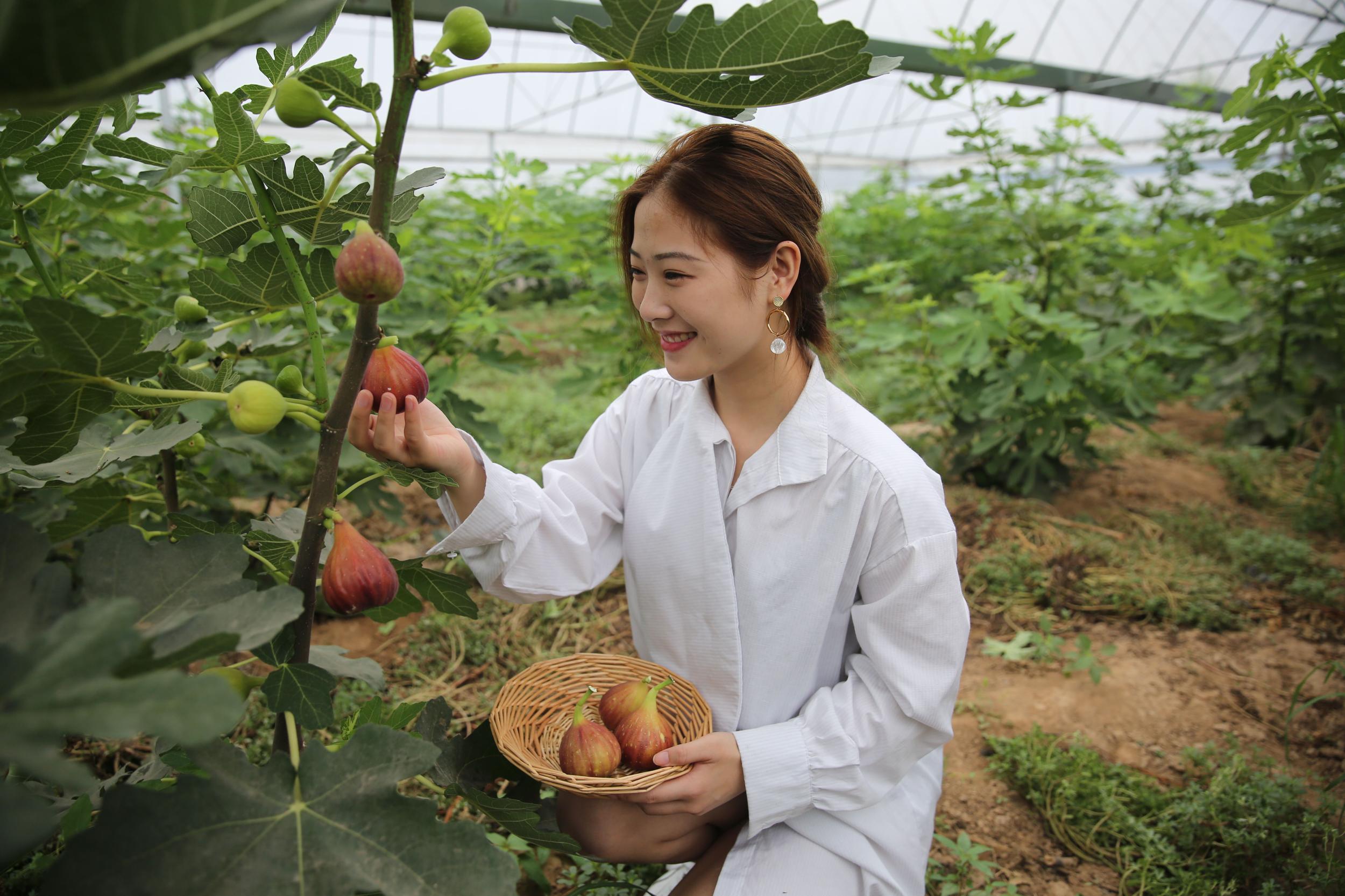 8月18日石家庄无花果小镇无花果采摘节约起来