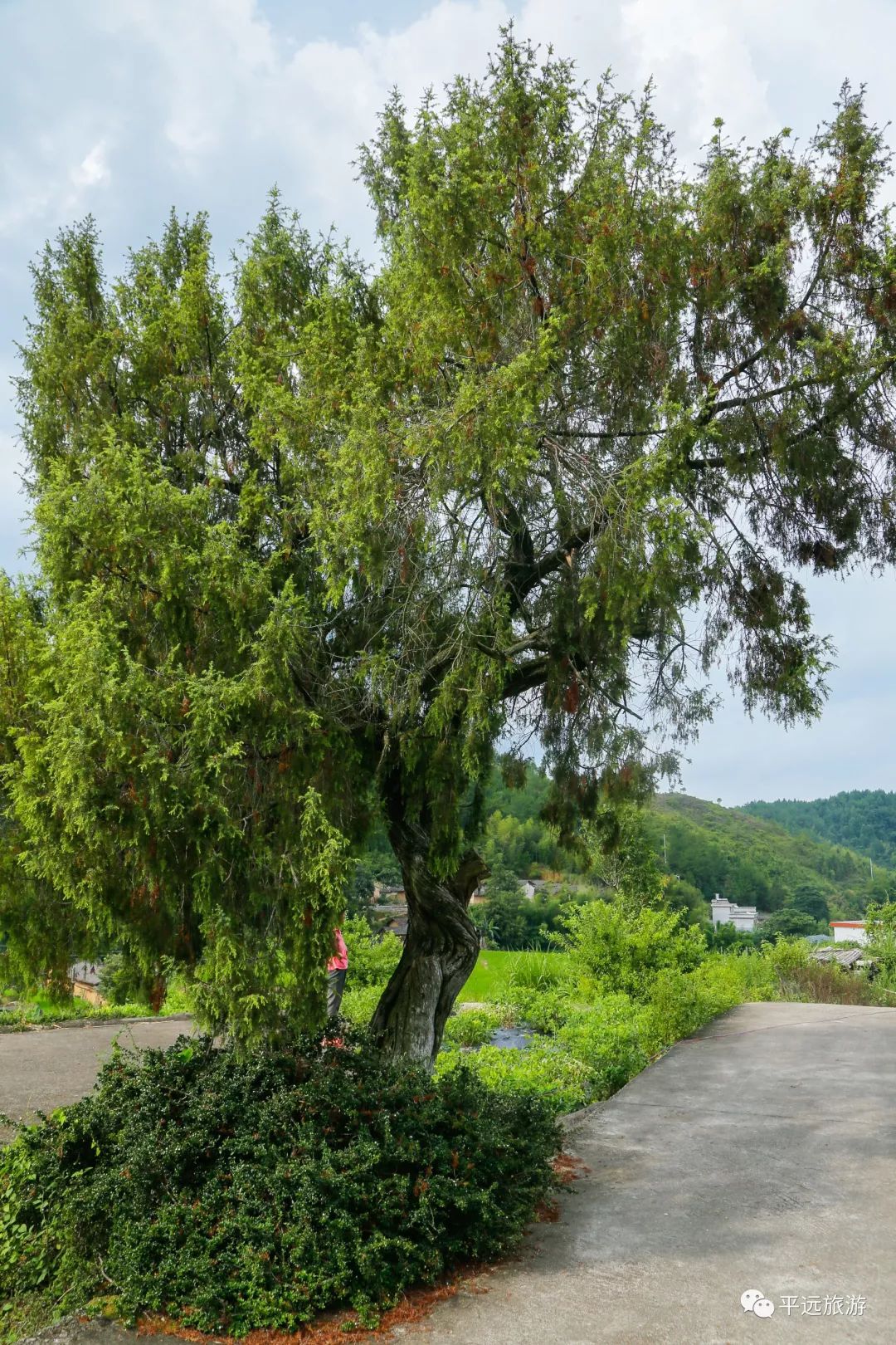 四大古樹:左起松柏,楊梅樹,樟樹,桂花樹△石板路 指路碑當然,沿途