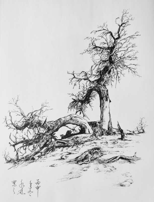沈水林先生的钢笔画《西域风情之大漠胡杨》系列赏析