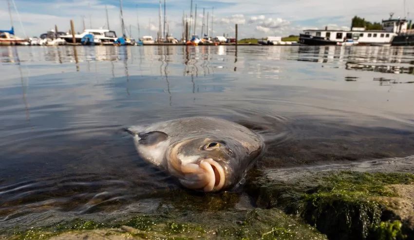 下薩克森州格雷齊爾小型漁船港的死魚.魚類死亡現象遍及全德國水域.