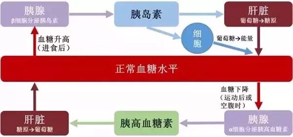 胰岛素分泌时相图片