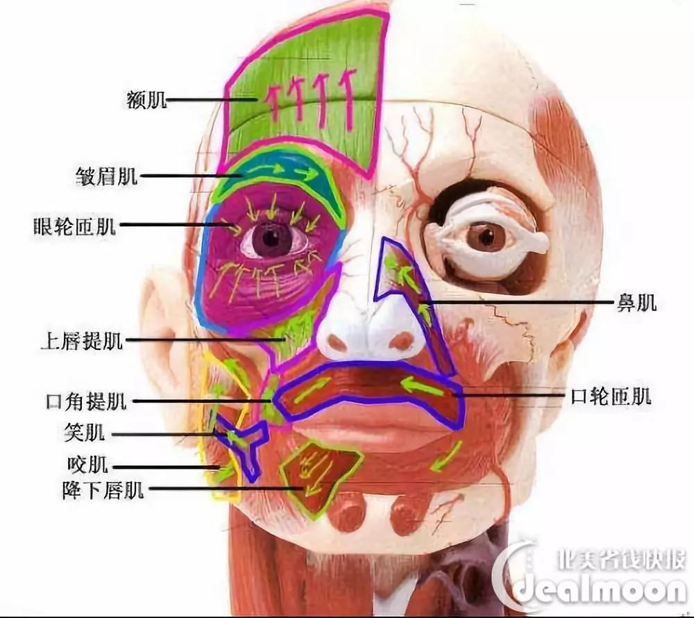 提上唇鼻翼肌放松图片