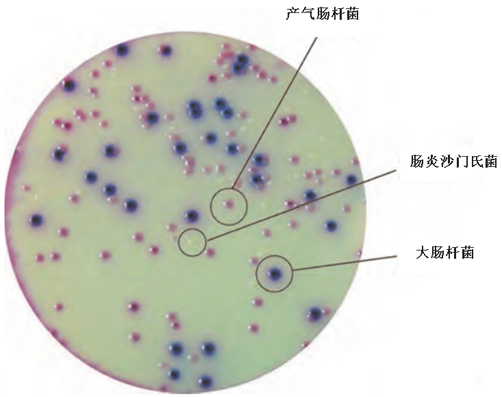 大肠杆菌美蓝染色图片
