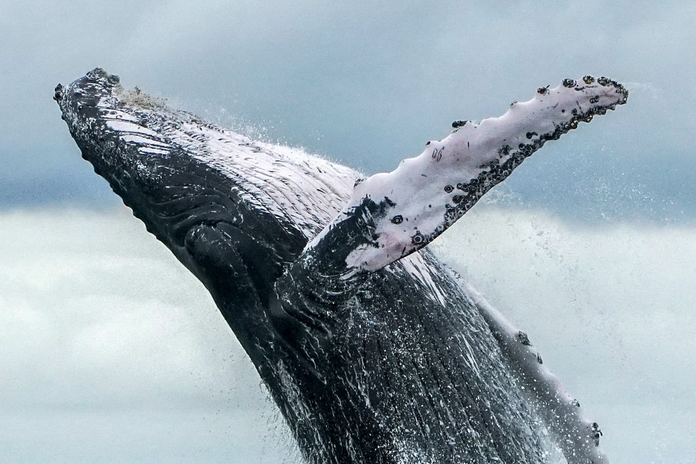 哥伦比亚座头鲸跃出海面"打招呼"