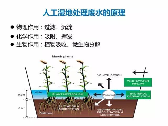 垂直流人工湿地原理图图片