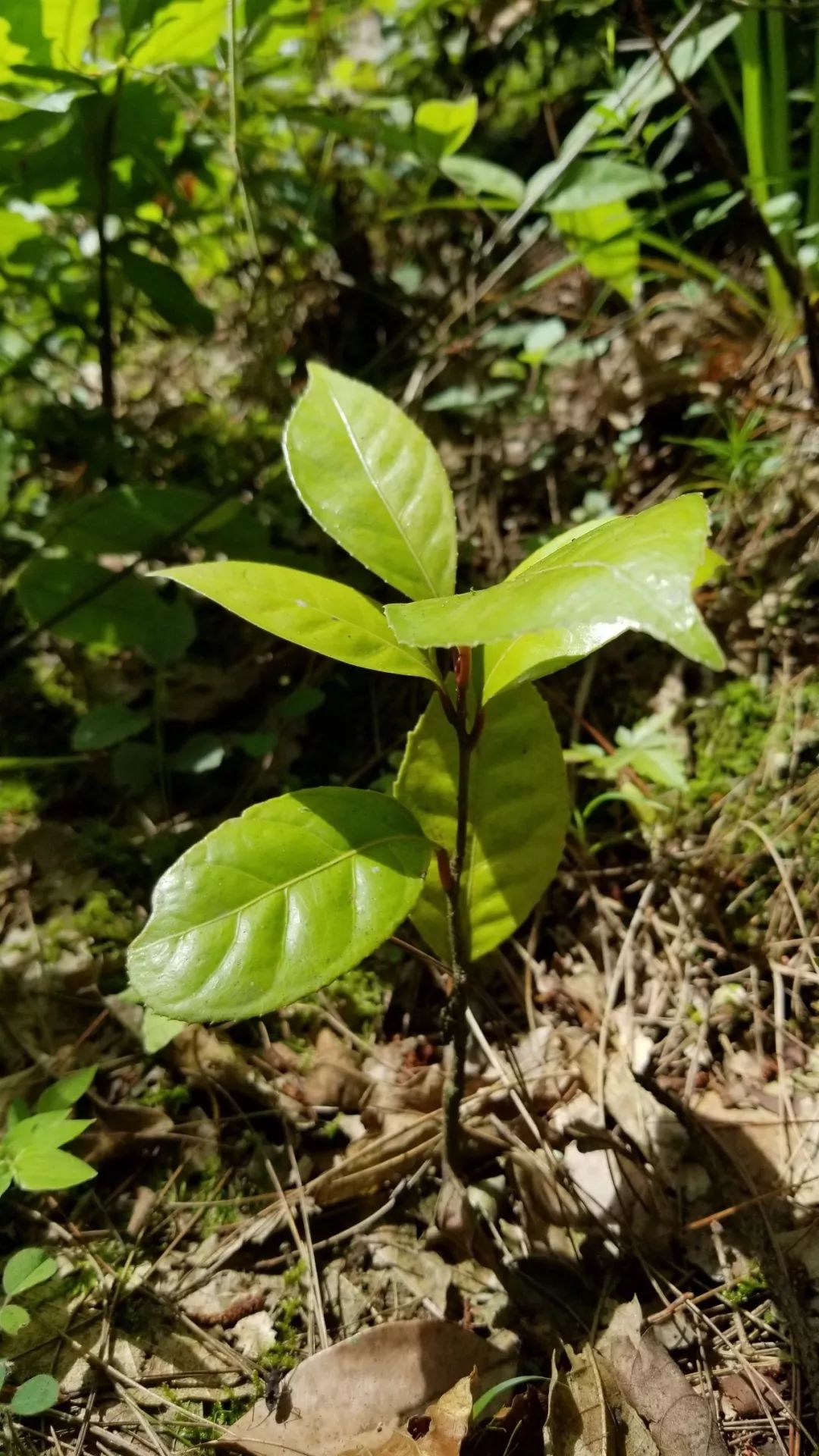 重庆奇人第一期|向秀发:拯救三峡珍稀植物的万州"狂人"