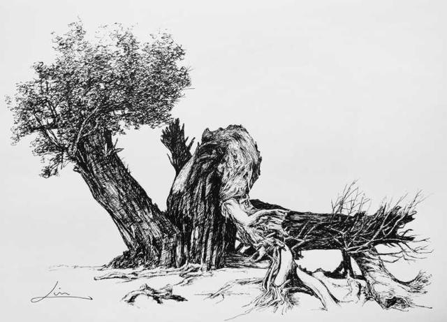 沈水林先生的钢笔画《西域风情之大漠胡杨》系列赏析