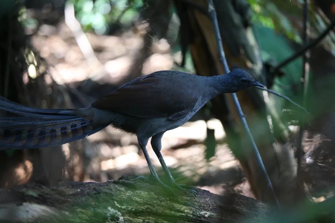澳大利亚国鸟琴鸟图片