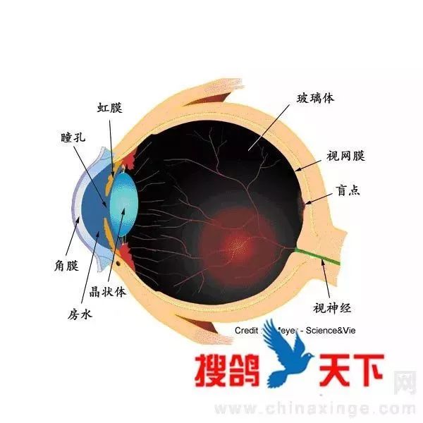 外层由角膜,巩膜组成.2,眼内腔和内容物.