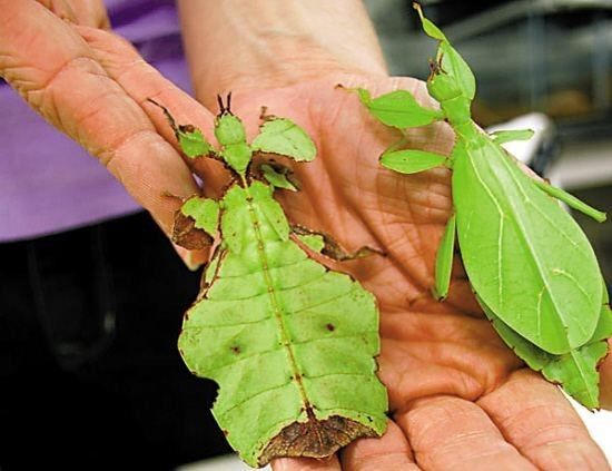 植物與昆蟲,結合出幻想中的生物!_螳螂