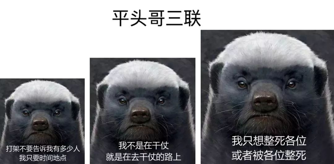 有這樣一種動物生死看淡不服就幹人送外號平頭哥