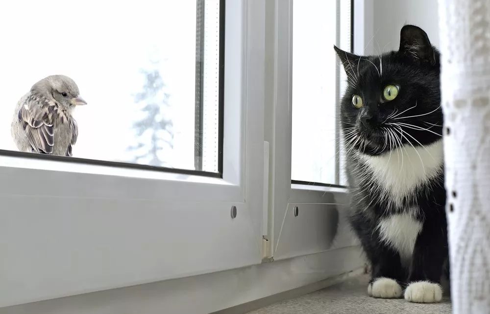 猫总是看着窗外发呆,到底在想啥?