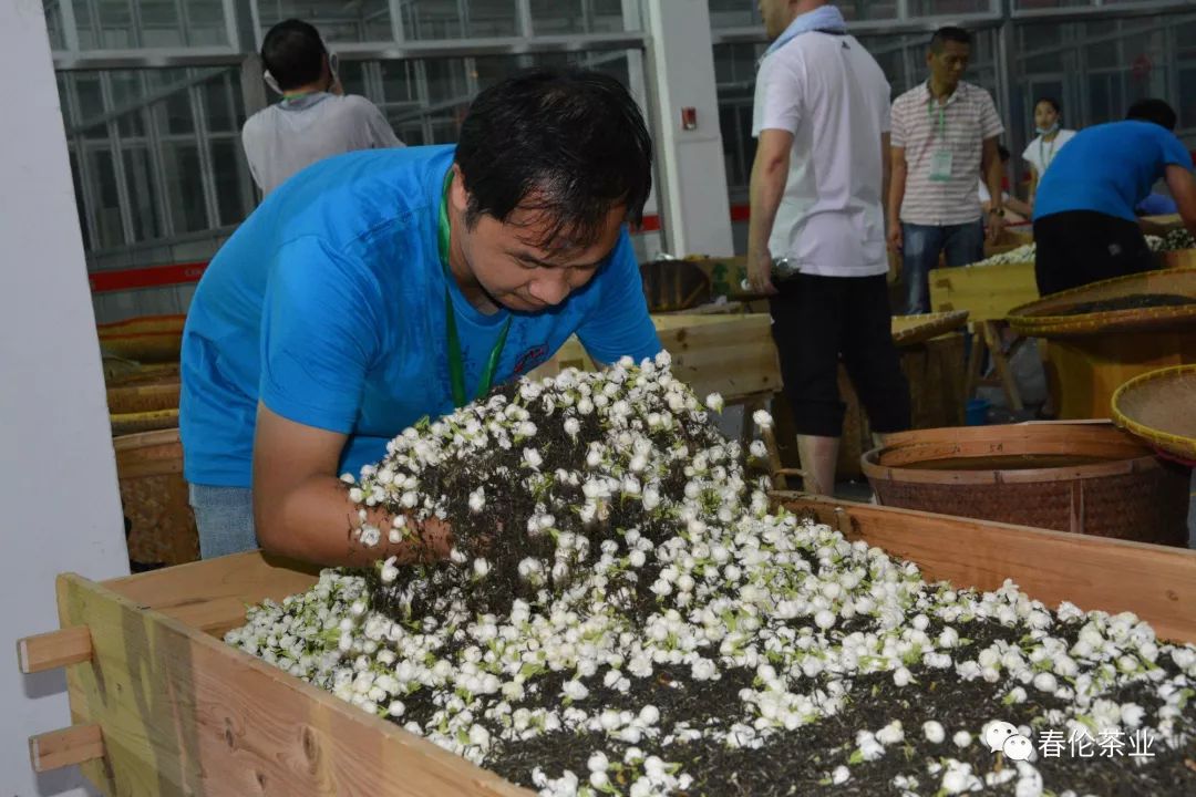 福州茉莉花茶传统窨制工艺传承人传承大师赛春伦带你回看现场